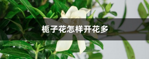 栀子花怎样开花多