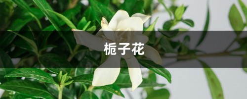 栀子黄叶掉花苞？这么养，绿得流油，立马开爆盆！