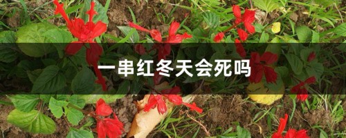 一串红冬天会死吗，冬天会开花吗