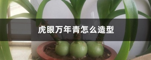 虎眼万年青怎么造型